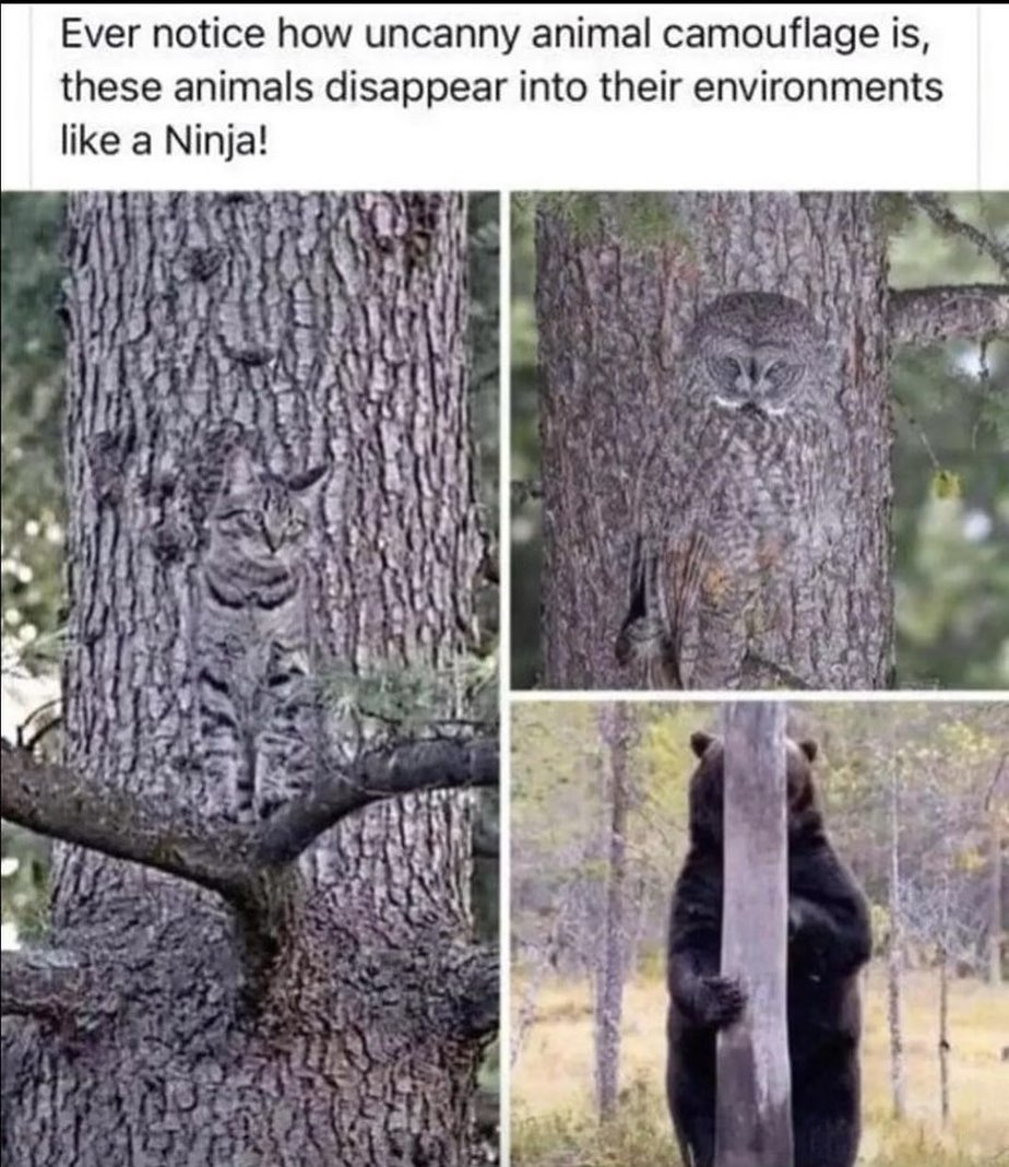 Meme 62